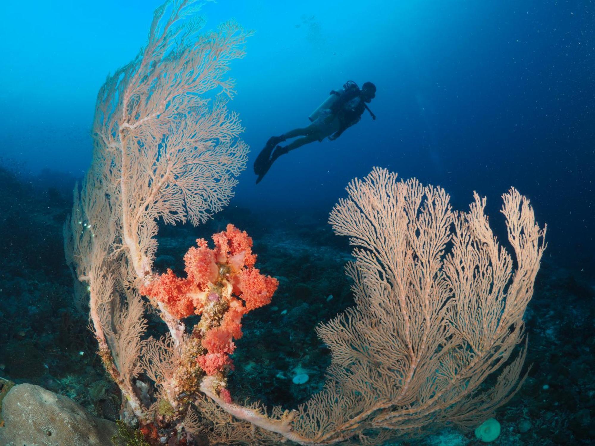 Liberty'S Lodge And Diving - Apo Island Dumaguete City Eksteriør billede