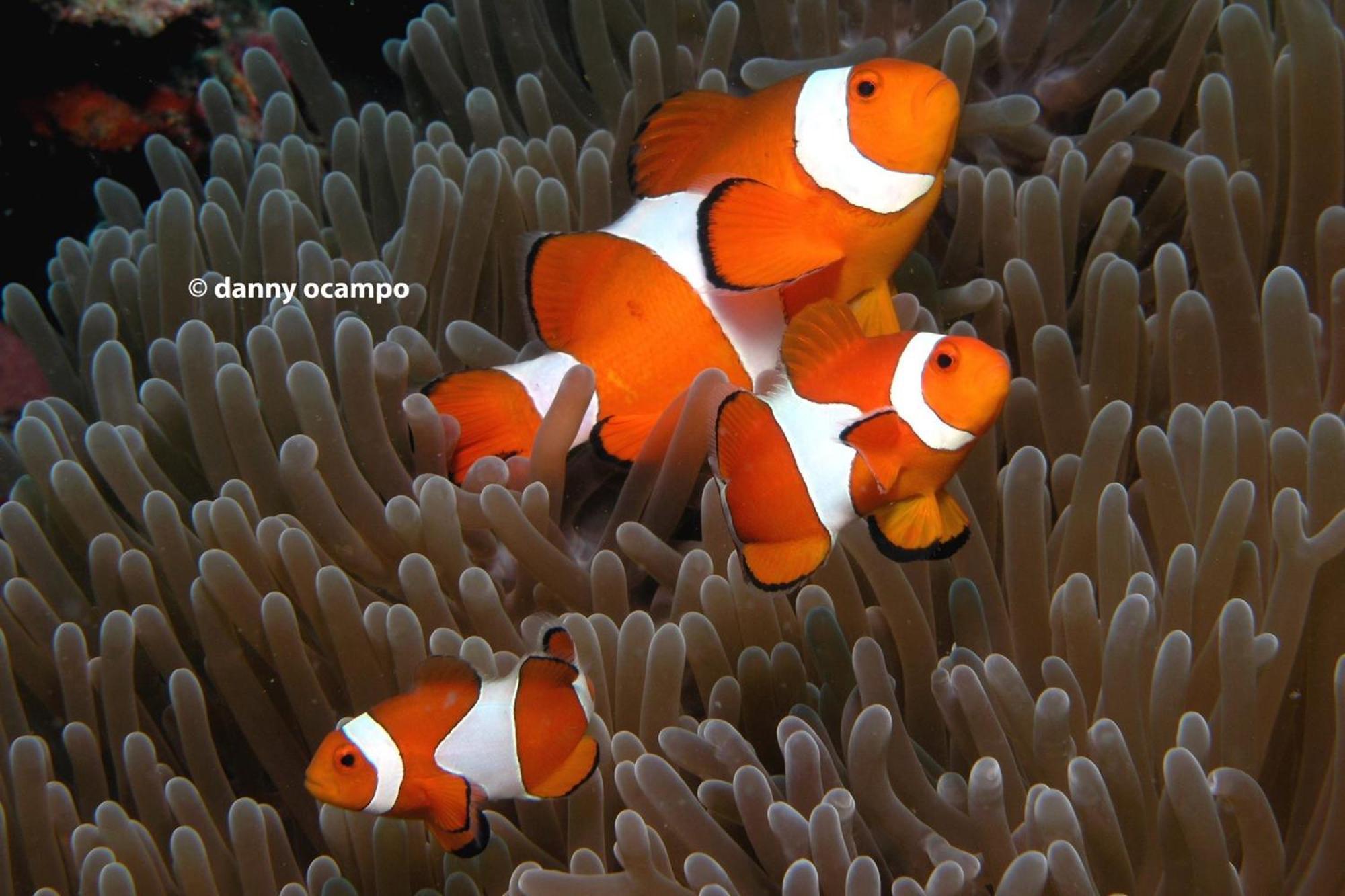 Liberty'S Lodge And Diving - Apo Island Dumaguete City Eksteriør billede