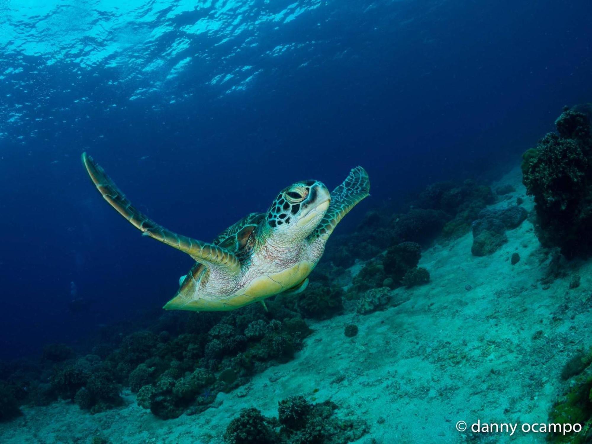 Liberty'S Lodge And Diving - Apo Island Dumaguete City Eksteriør billede